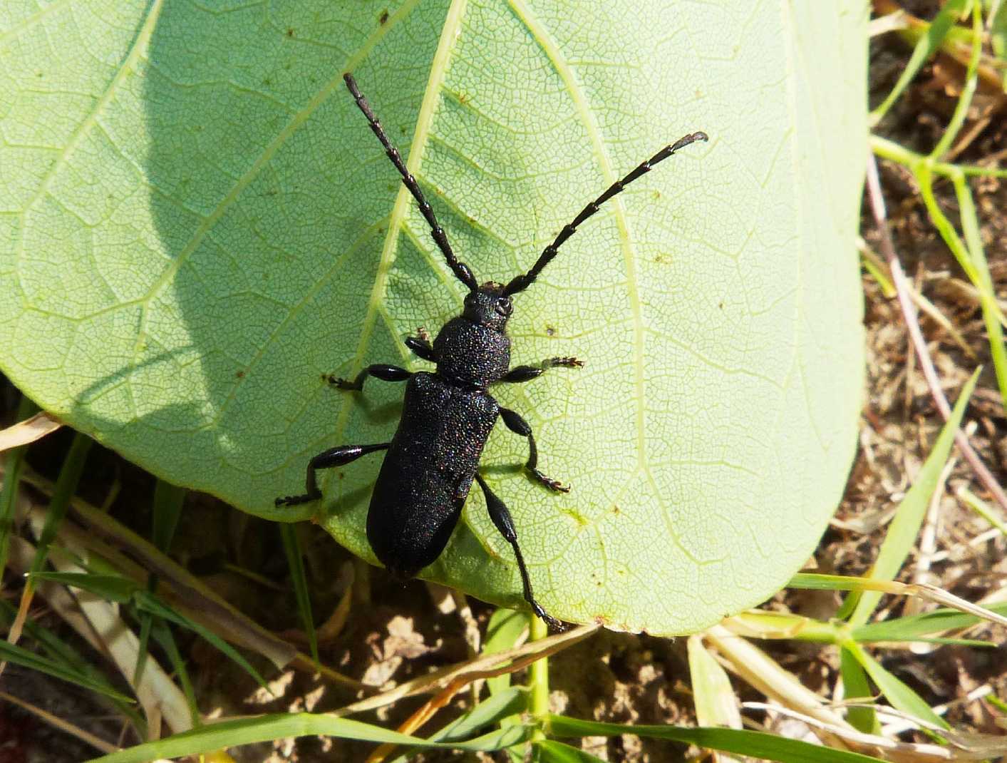 Ropalopus clavipes su cardo